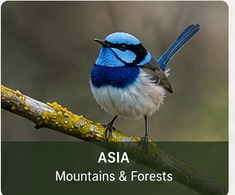 AI-generated blue bird in Asia
