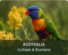 AI-generated lorikeet in Australia