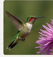 AI-generated hummingbird
