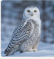 AI-generated snowy owl